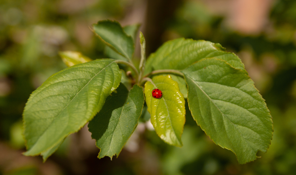 El sérum consigue eliminar las manchas de la piel