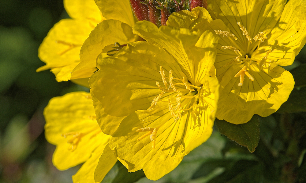 Así se hace un sérum casero para piel mixta