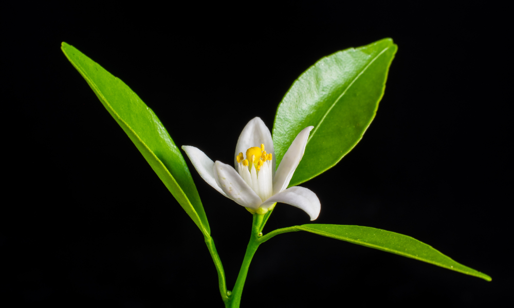 Recetas de sérums caseros para piel mixta