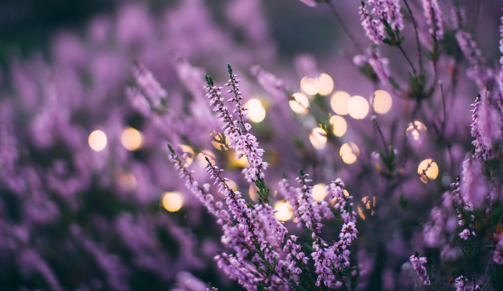 Tu sérum casero para pieles mixtas