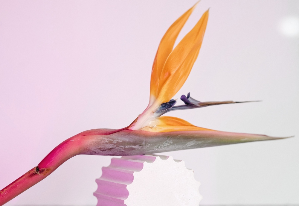 Flor ingredientes agua micelar Garnier